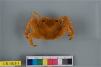 藏品(細紋方蟹)的圖片